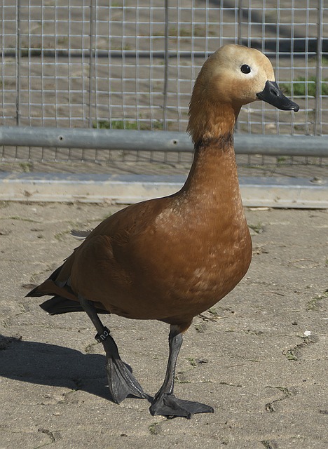 PSV善於