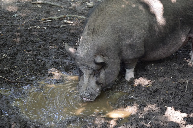 高殿堂中 高殿堂中